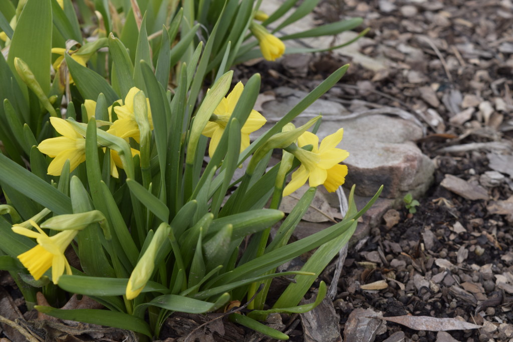 Hardy Daffodils